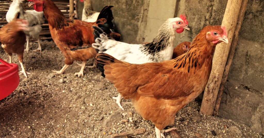 Volailles dans un poulailler africain, la filière locale que le Gabon veut substituer au poulet importé
