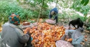 Prix cacao Cameroun : écabossage dans une plantation du Mbam-et-Inoubou