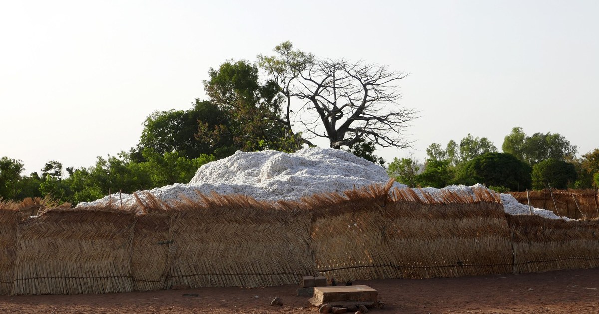 Tas de coton graine récolté dans un enclos au Bénin, premier producteur de la zone CFA