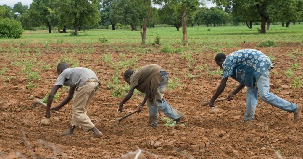 Paysans semant le sorgho sur un sol nu au Mali, la santé des sols conditionnant leurs rendements