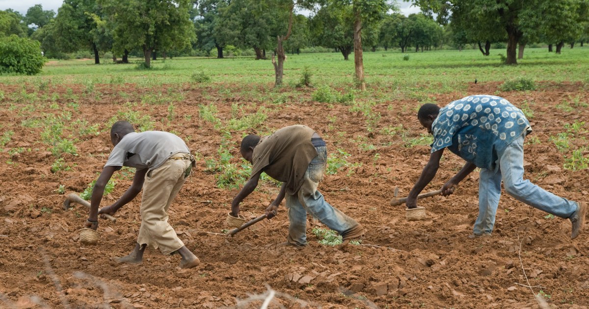 Paysans semant le sorgho sur un sol nu au Mali, la santé des sols conditionnant leurs rendements