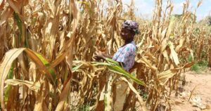 Agricultrice récoltant du maïs au Ghana, où le maïs hybride reste une semence à racheter chaque saison