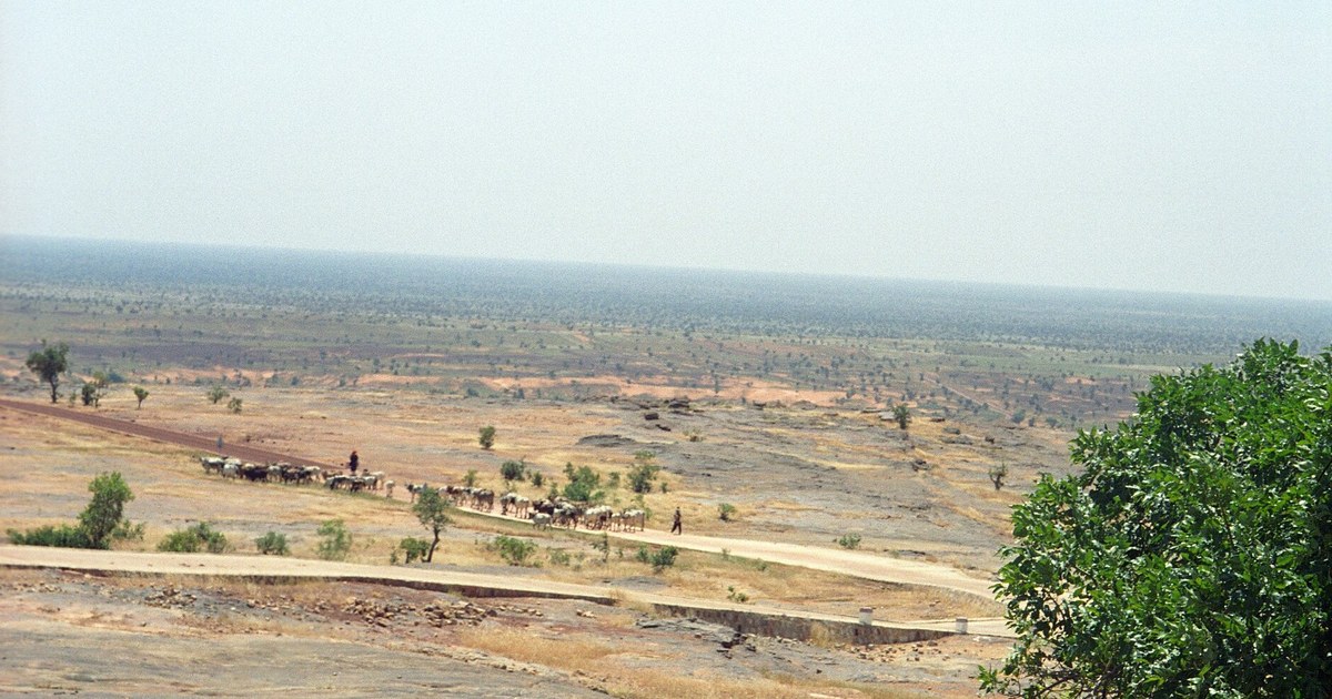 Troupeau de bovins conduit par deux bergers sur une piste du pays dogon, au Mali, image d'illustration loin du lieu des tueries près de Ménaka