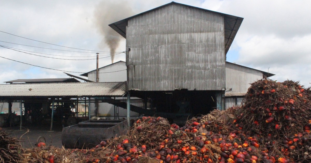 Tas de régimes et de fruits de palmier à huile devant une huilerie en tôle en Côte d'Ivoire