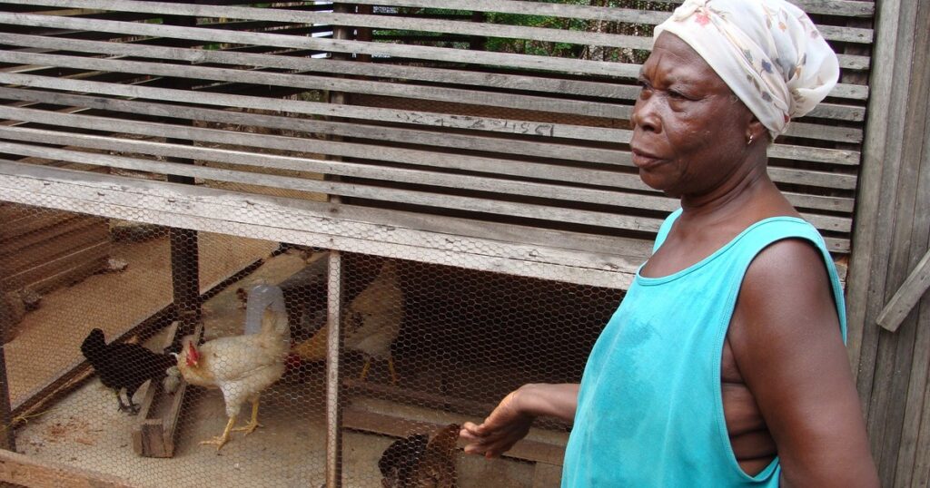 Éleveuse devant son poulailler : l'aviculture au Sénégal face aux grandes fermes