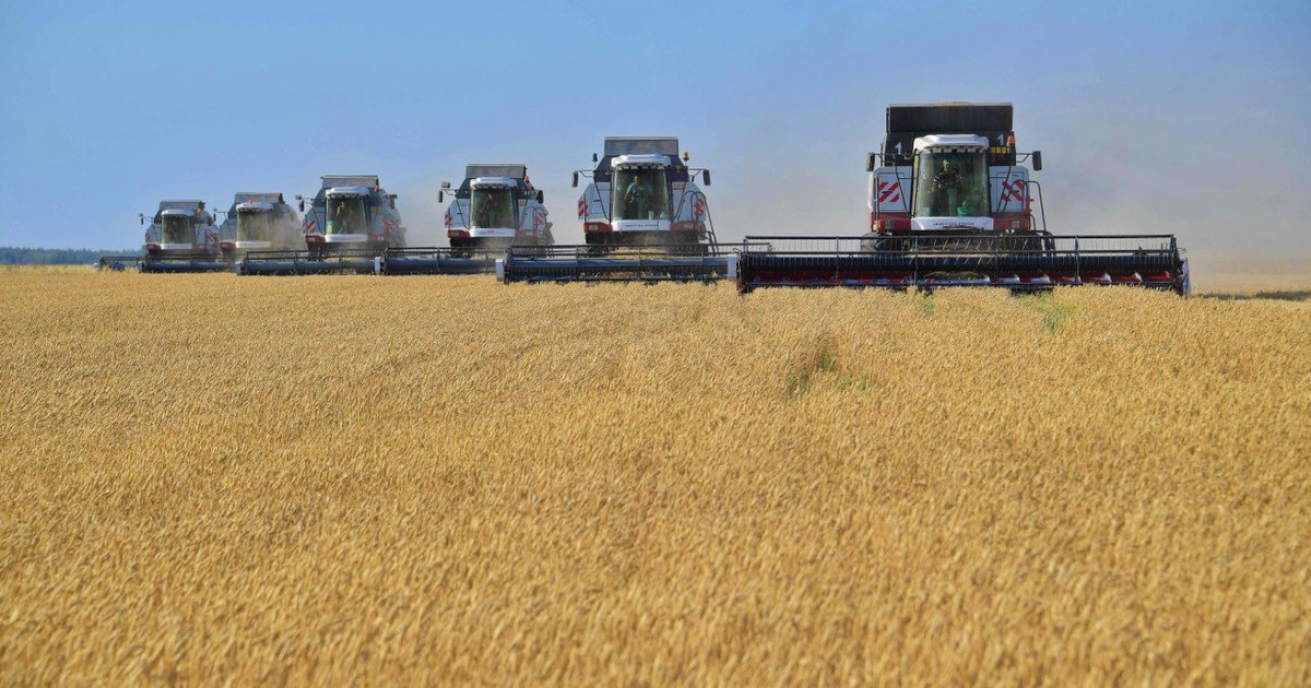 Six moissonneuses-batteuses récoltent un champ de blé dans la région de Pavlodar, illustration du blé kazakh qui cherche des débouchés au Kenya