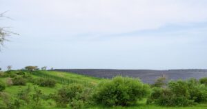 Rangées de panneaux d'une centrale solaire au Sénégal derrière une clôture, dans une savane verte de saison des pluies, pour illustrer l'objectif Sénégal renouvelables à 40 % en 2030