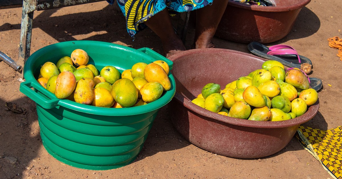 Mangues dans des bassines sur un marché de Bouaké, la mangue ivoirienne privée du marché européen