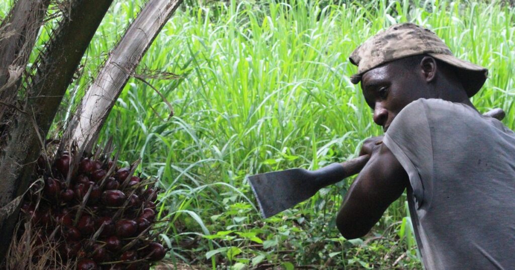 Cueillette d'un régime de palme en Côte d'Ivoire, filière de l'huile de palme que l'Indonésie veut développer en Afrique