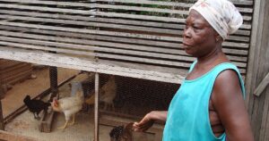 Éleveuse de poulets dans l'ouest du Ghana, face à la concurrence du poulet importé