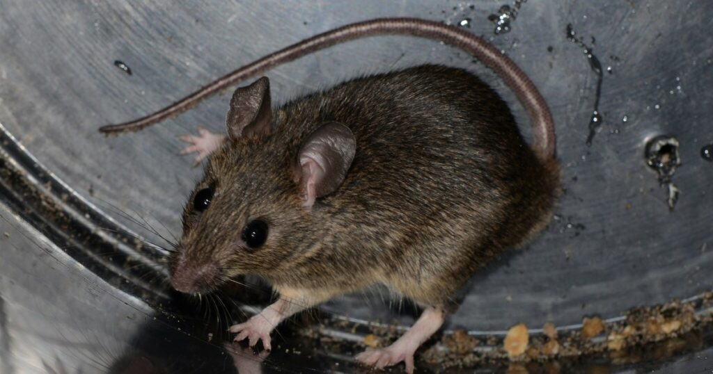 Rat à mamelles multiples (Mastomys natalensis), rongeur qui transmet la fièvre de Lassa