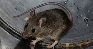 Rat à mamelles multiples (Mastomys natalensis), rongeur qui transmet la fièvre de Lassa