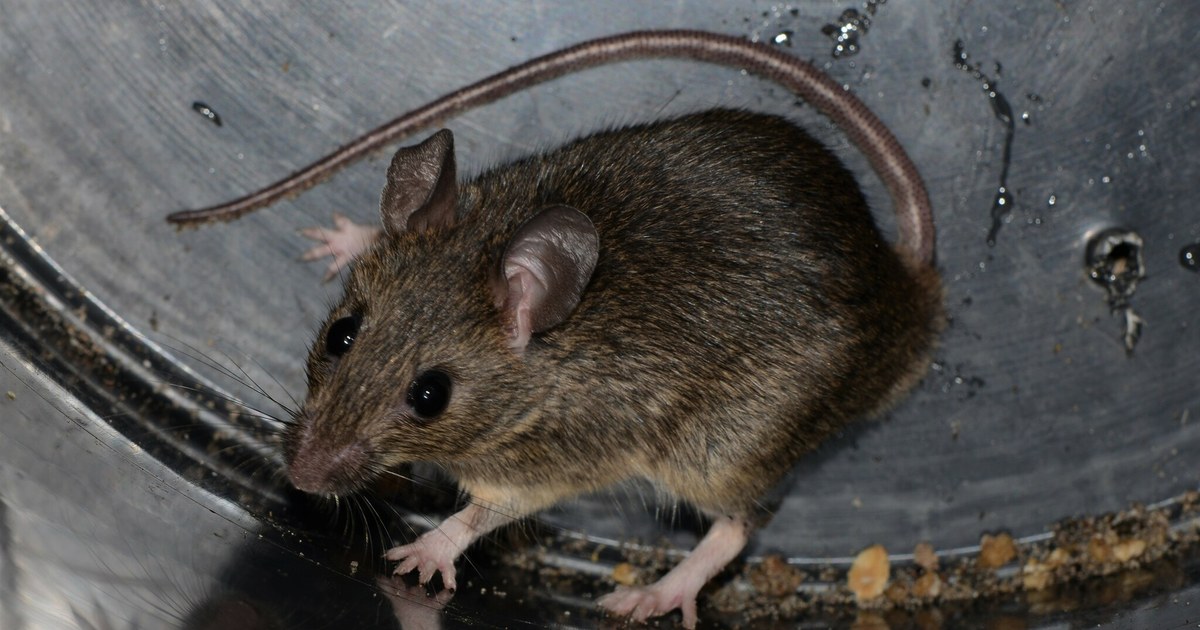 Rat à mamelles multiples (Mastomys natalensis), rongeur qui transmet la fièvre de Lassa